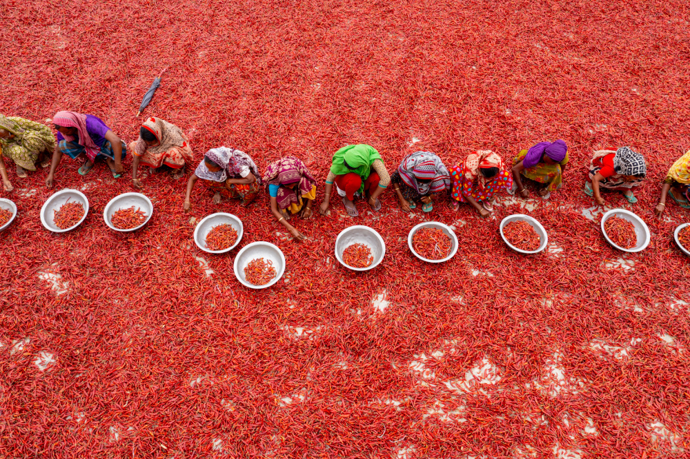 Red Chili Harvest by Azim Khan Ronnie — canvas wall art
