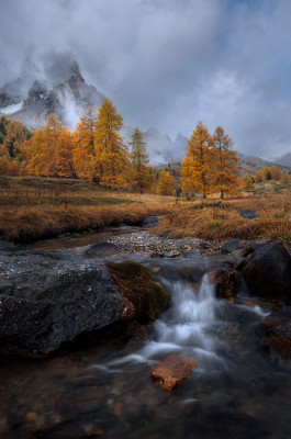 Alpine Gold by LINGLING GUAN