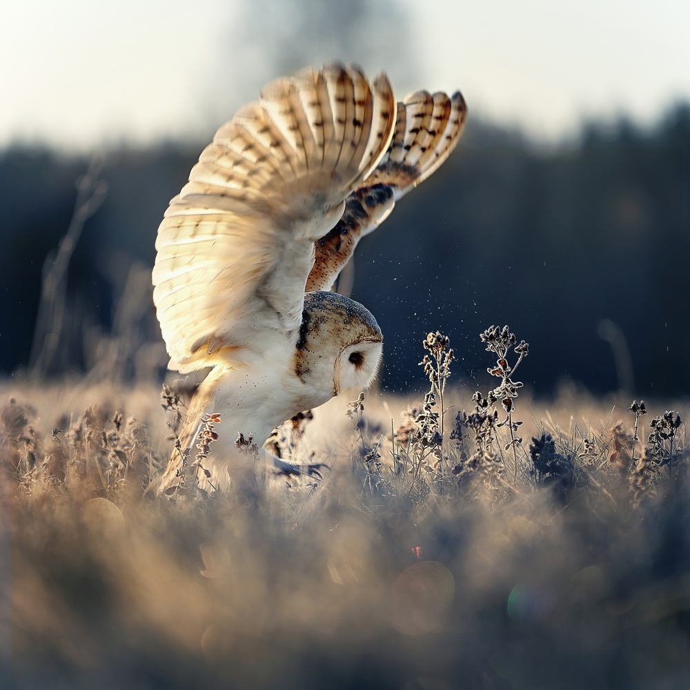 Barn Owl's Golden Flight by Michaela Firešová — canvas wall art