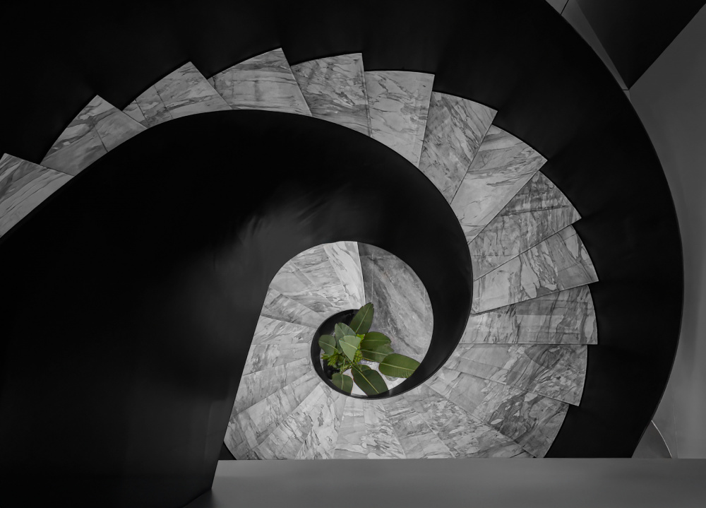 Geometric Spiral Plant by Molly Fu APA — canvas wall art
