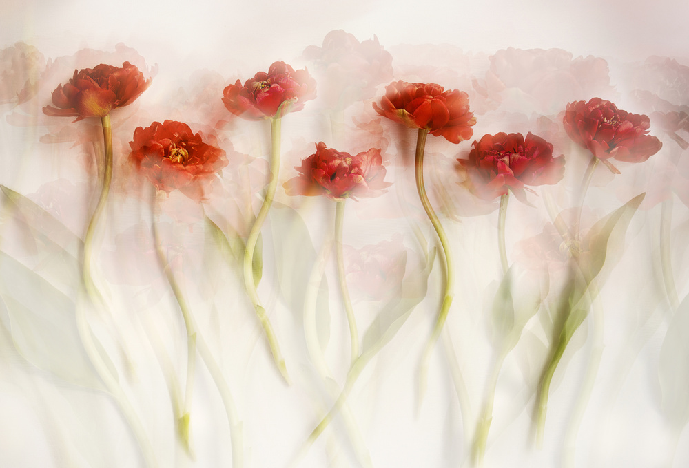 Dreamy Red Tulips by Ellen van Deelen — canvas wall art