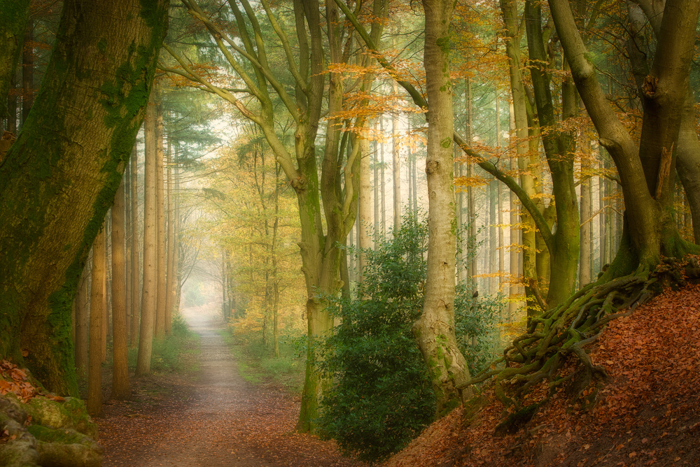 Misty Autumn Path by Ellen Borggreve — canvas wall art