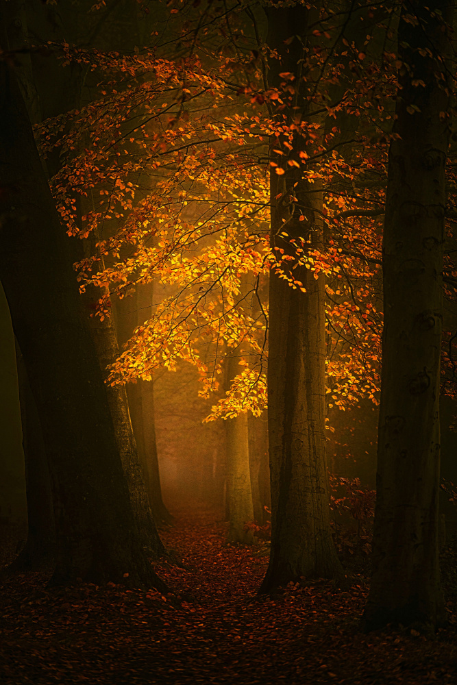 Golden Forest Path by Saskia Dingemans — canvas wall art