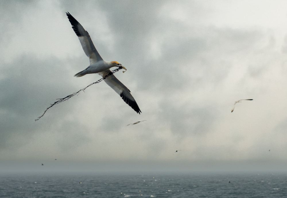 Flying Gannet Ocean Sky by Emilio Pino — canvas wall art