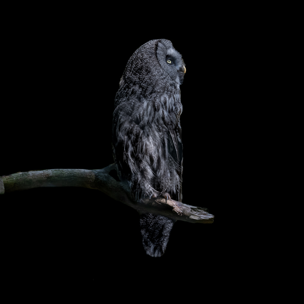 Great Grey Owl Gaze by Georgios Tsikiridis — canvas wall art