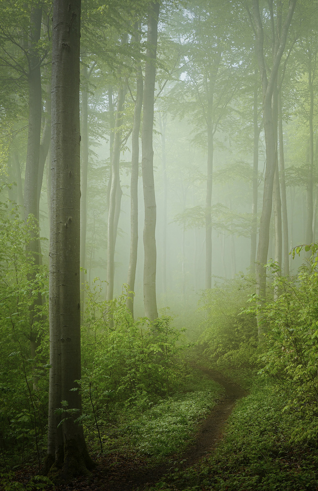 Misty Forest Path by Norbert Maier — canvas wall art
