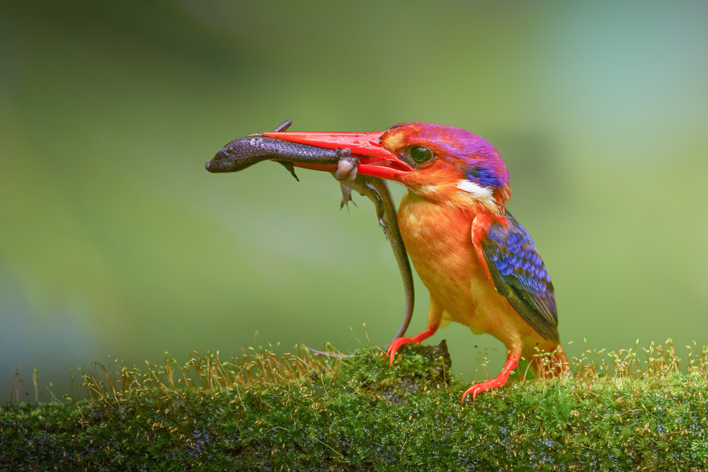 Vibrant Kingfisher Catch by Rahul Wedpathak — canvas wall art
