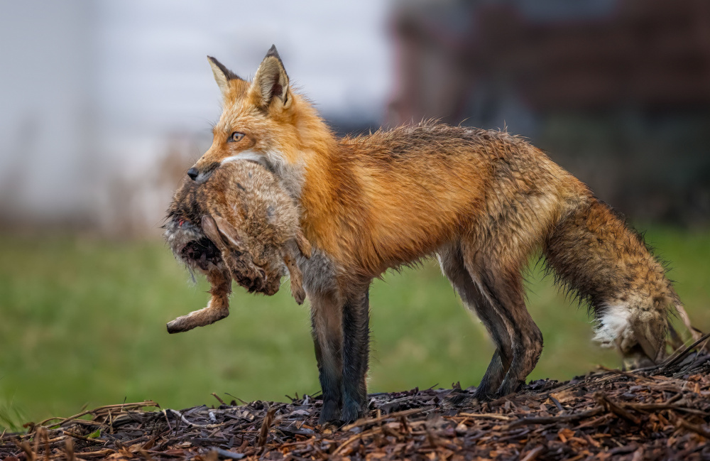 Red Fox Carrying Rabbit by Molly Fu APA — canvas wall art