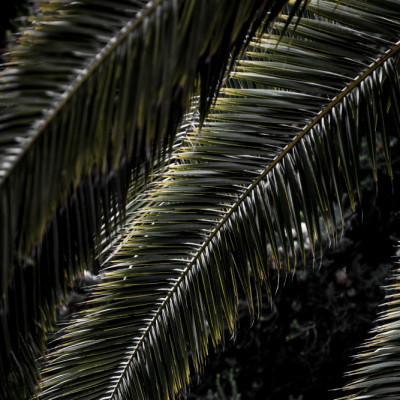 Lush Palm Fronds