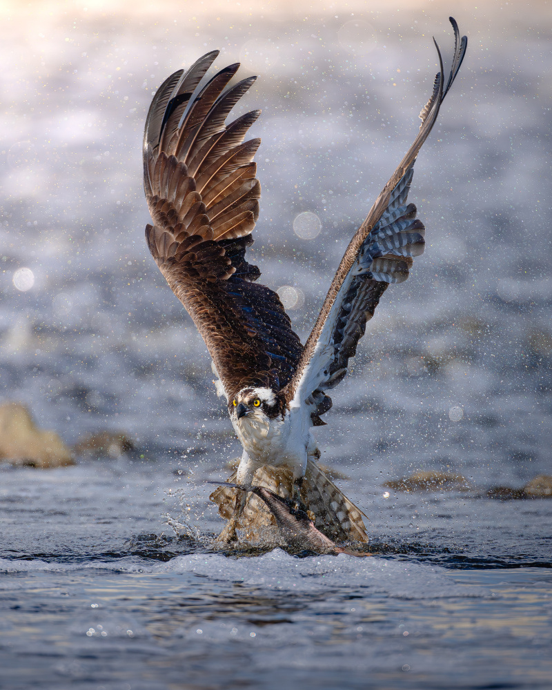 Osprey Fishing Action by Johnny Chen — canvas wall art