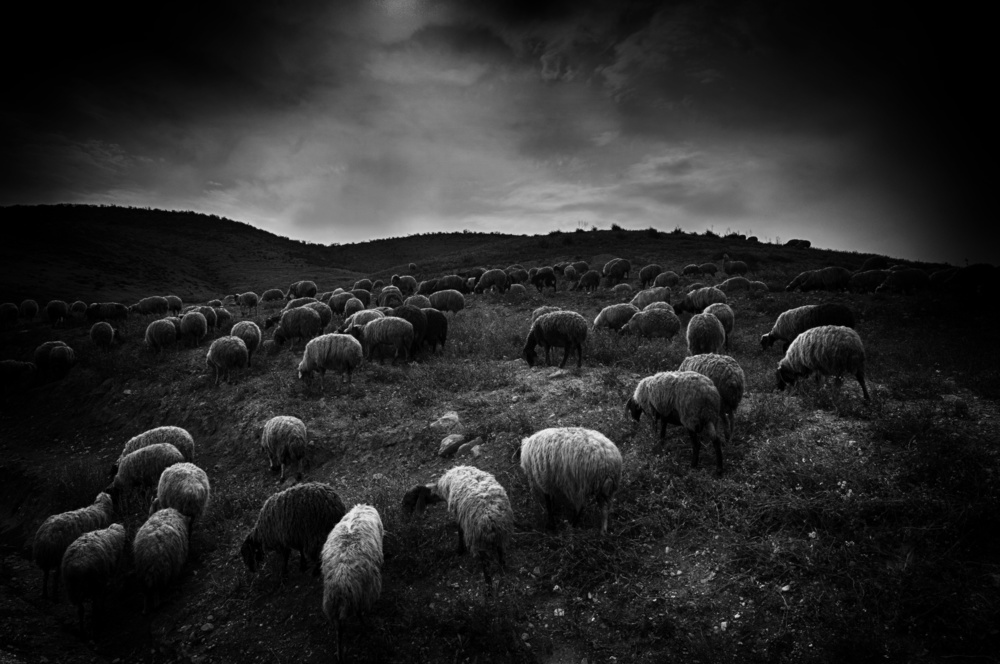 Dark Grazing Flock by Miki Meir Levi — canvas wall art