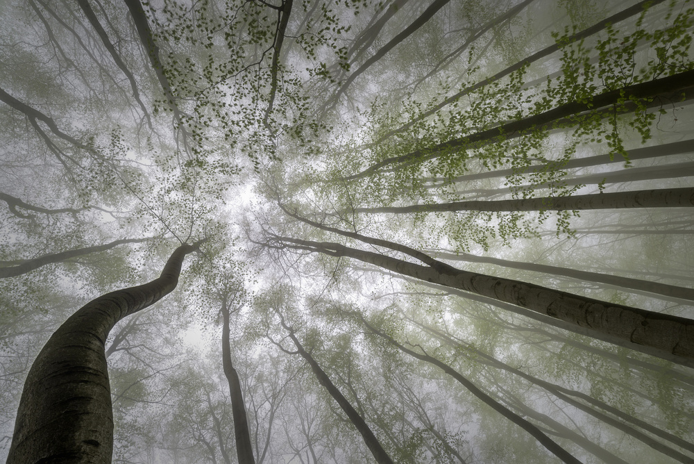 Misty Forest Canopy by Tom Pavlasek — canvas wall art