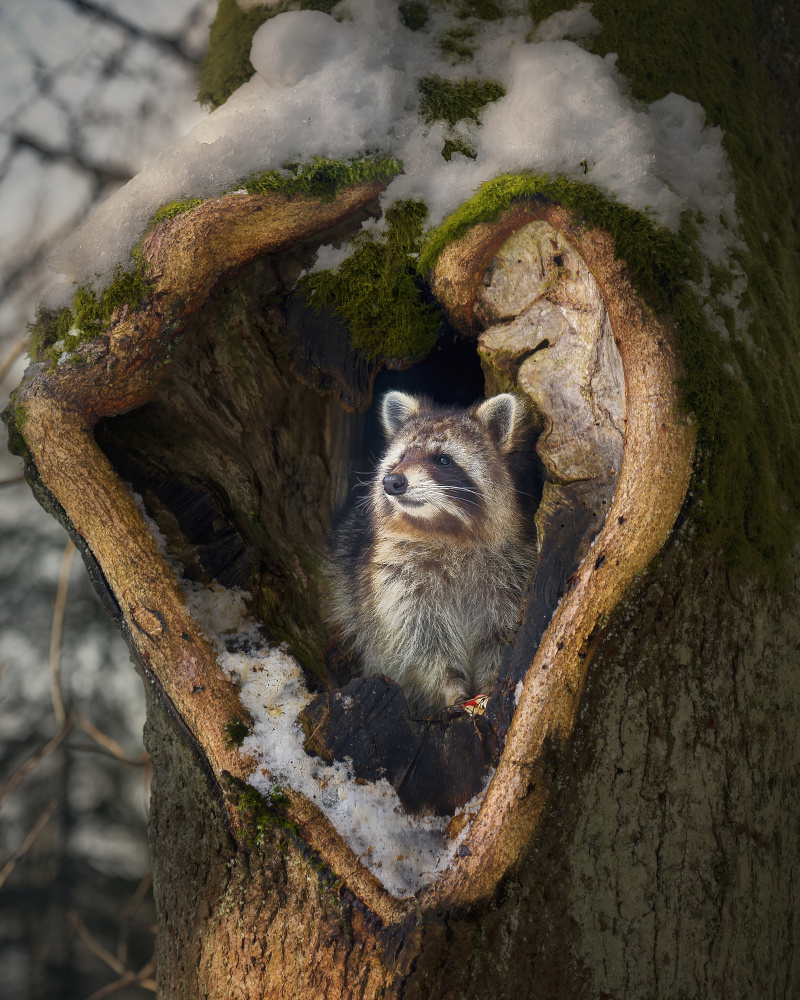 Snowy Raccoon Heart by Michaela Firešová — canvas wall art