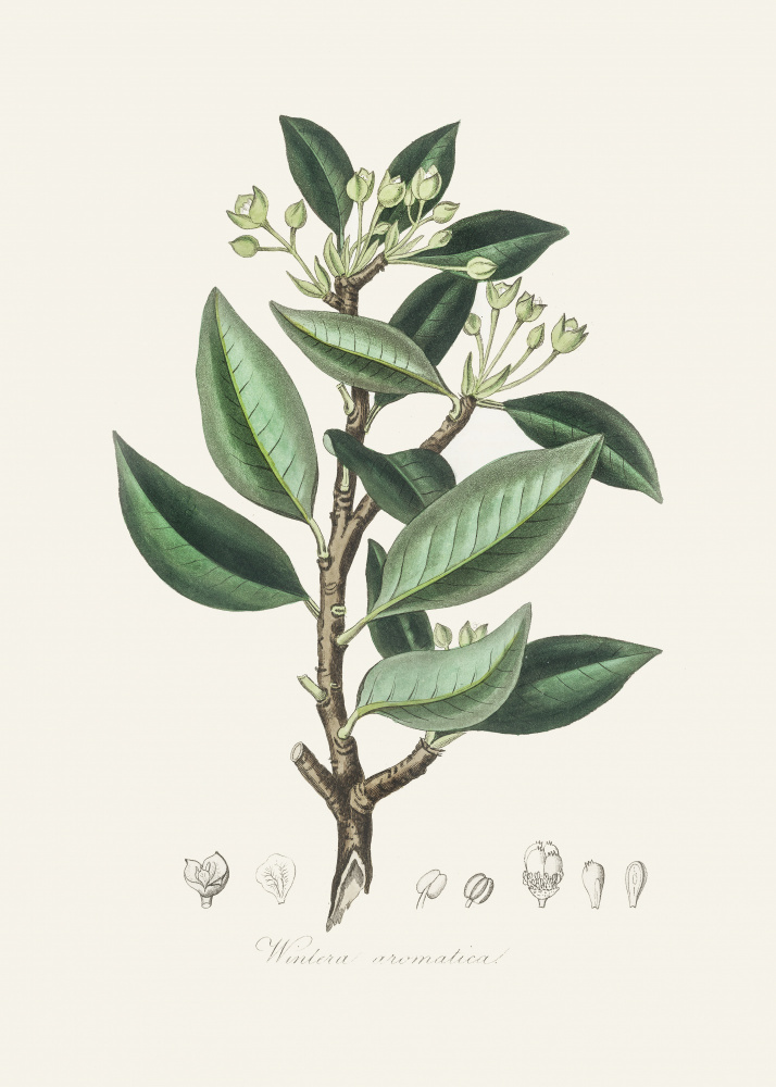 Wintera Aromatica Medical Botany by John Stephenson and James Morss Churchill — canvas wall art
