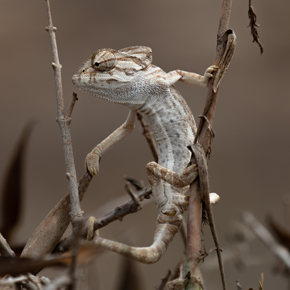 Curious Desert Chameleon by Anne Ponsen — canvas wall art