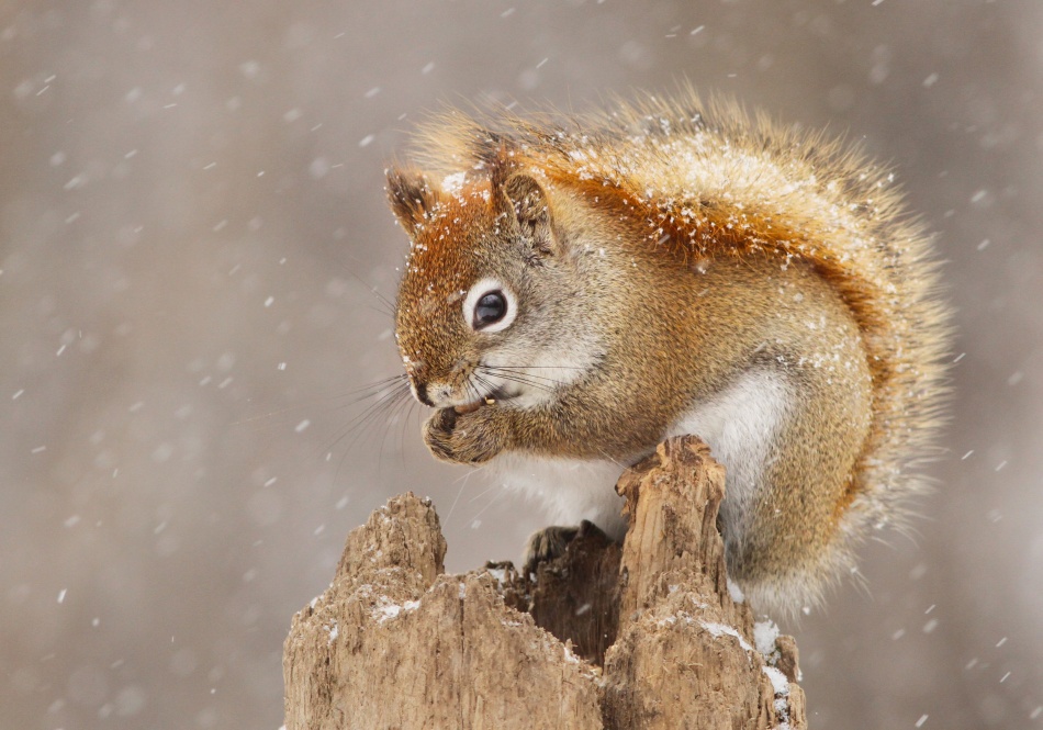 Snowy Red Squirrel by Mircea Costina — canvas wall art