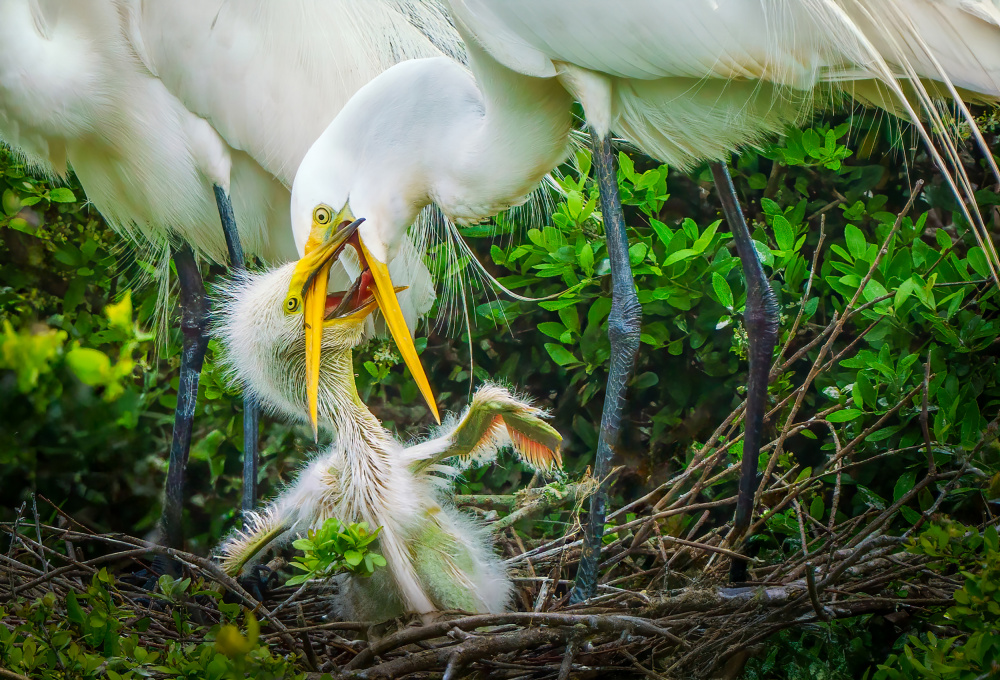 Egret Feeding Chick by Serena Duan — canvas wall art