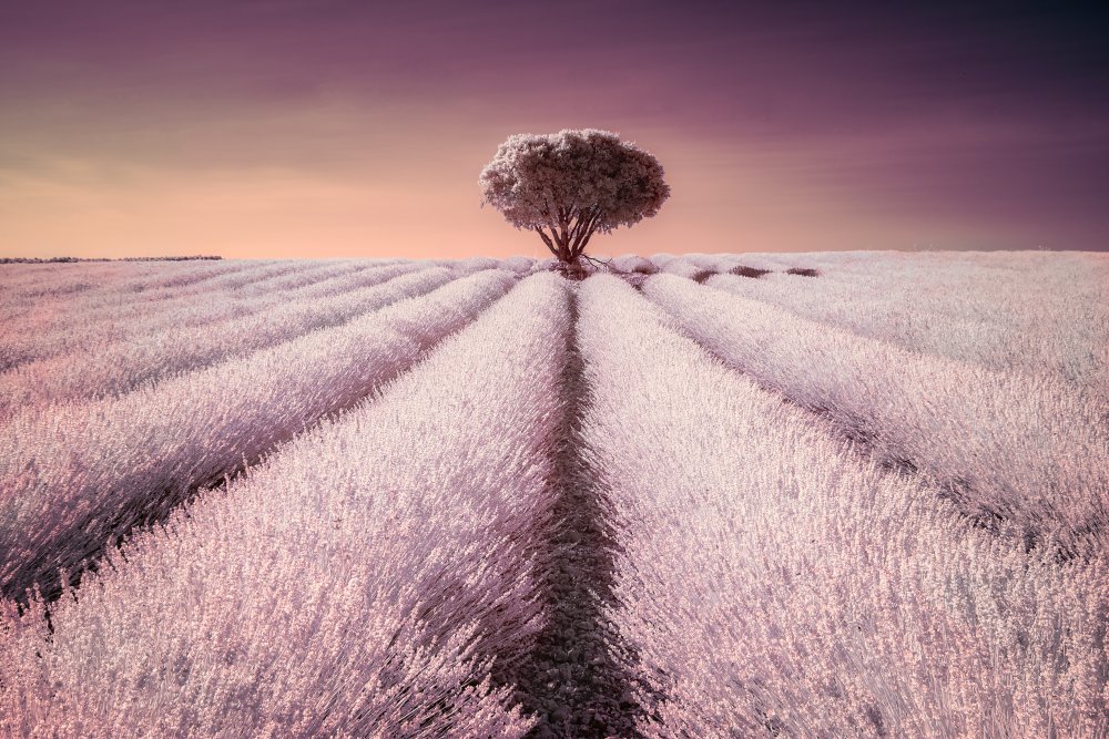 Lonely Tree Lavender Sunset by Jesus Concepcion Alvarado — canvas wall art