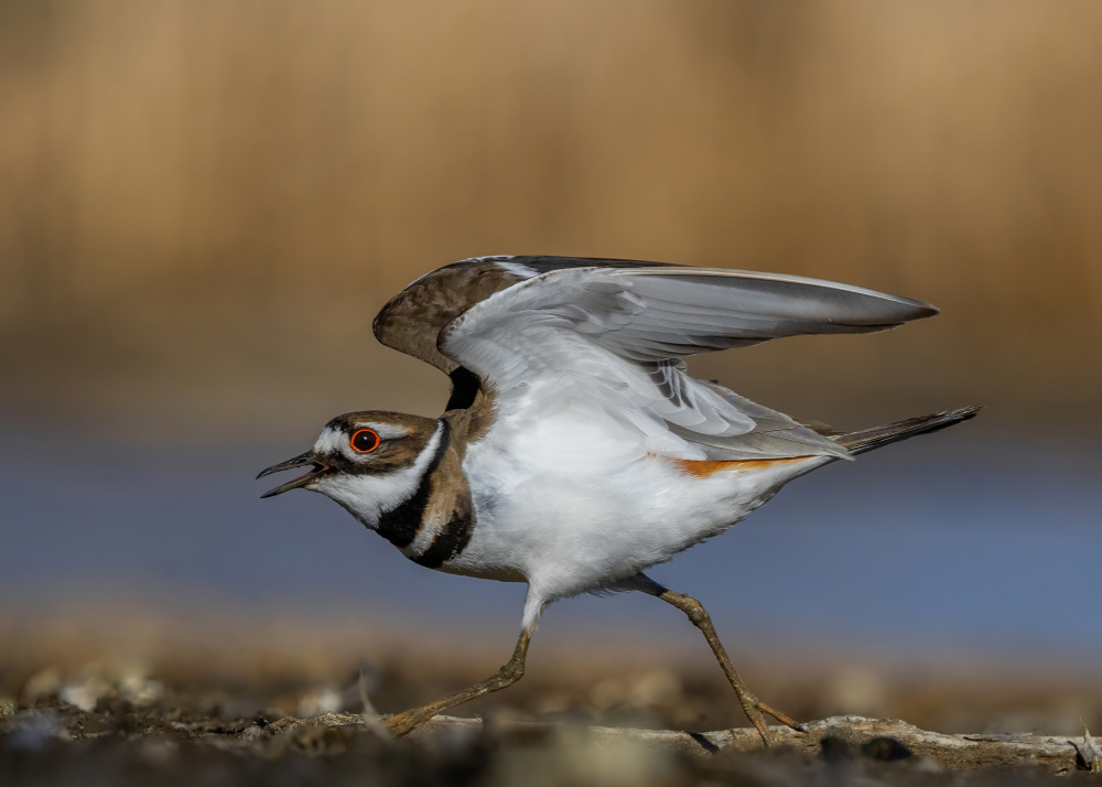 Killdeer Spreading Wings by verdon — canvas wall art