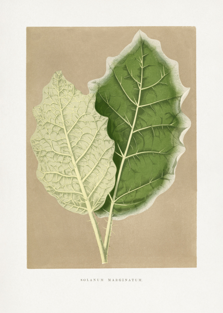 Green Solanum Marginatum Leaf Illustration by Les Plantes a Feuillage Colore — canvas wall art