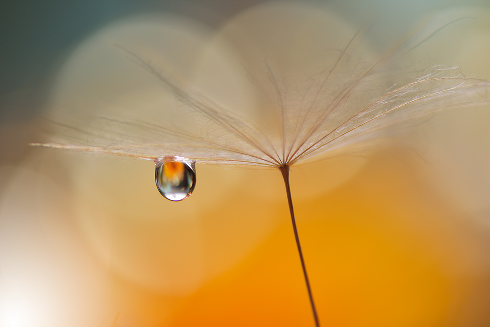 Delicate Dandelion Dew by Juliana Nan — canvas wall art
