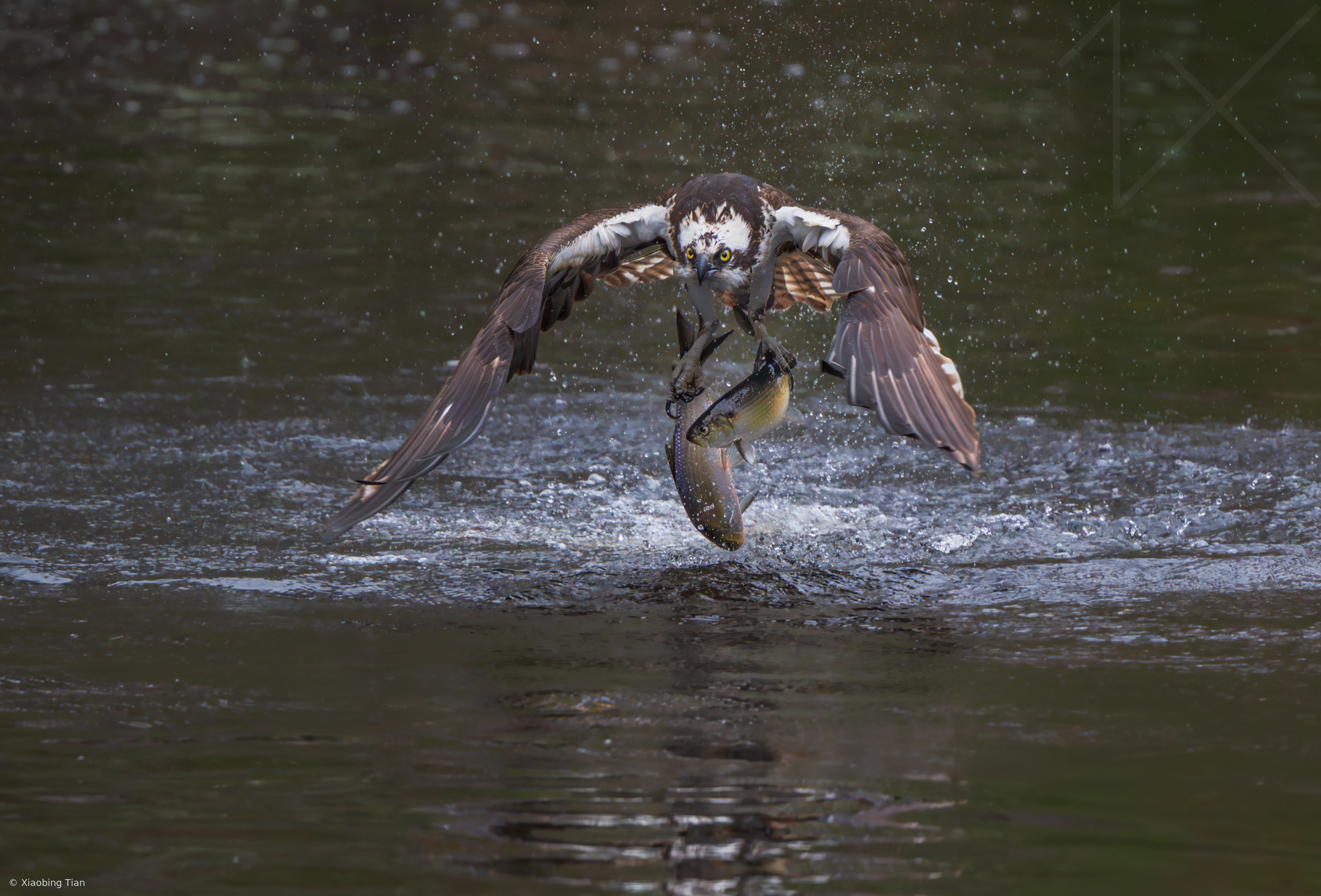 Osprey with a double catch