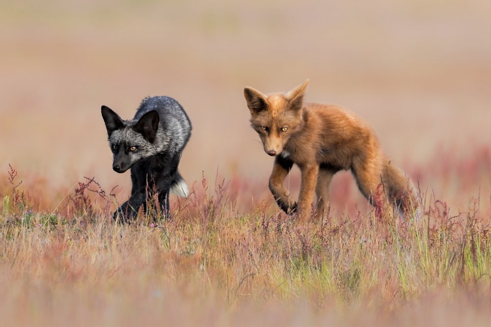 Two Foxes Walking by Jun Zuo — canvas wall art