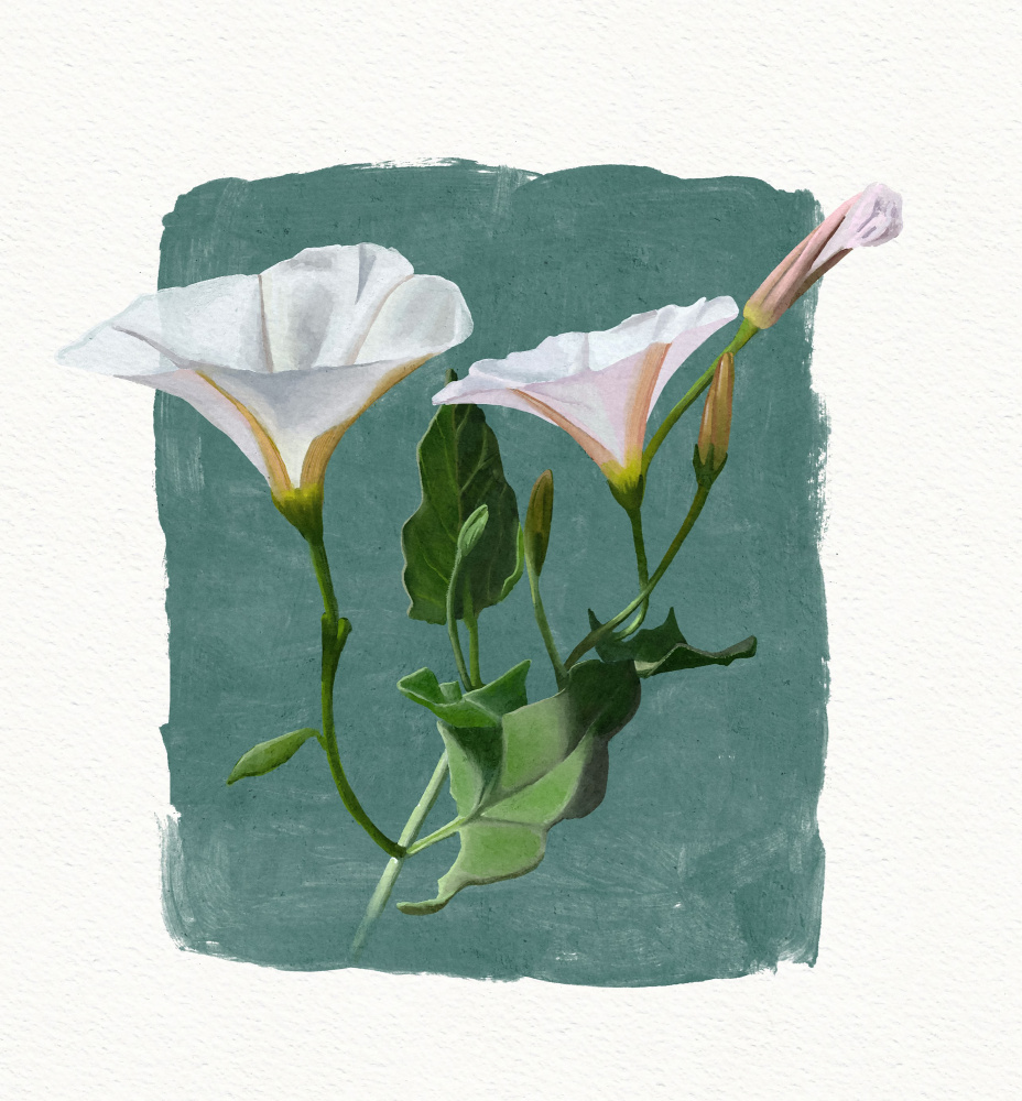 Morning Glory by Katie O'Shea — canvas wall art