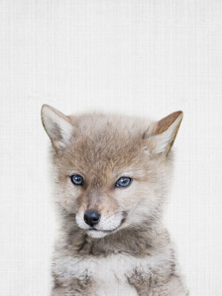 Curious Coyote Pup by Lila & Lola — canvas wall art