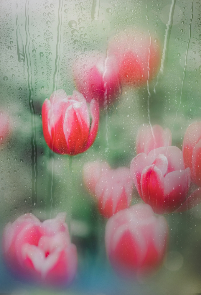 Dreamy Rain Tulips by YoungIl Kim — canvas wall art