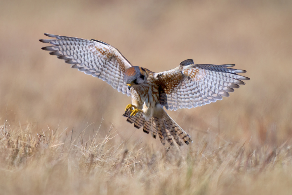Kestrel In Flight by Johnny Chen — canvas wall art