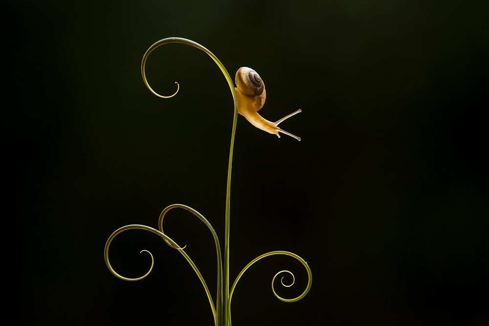 Snail on Spiral Plant by Abdul Gapur Dayak — canvas wall art