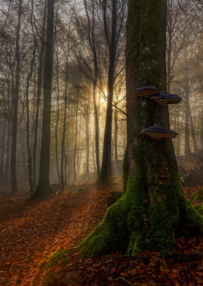 Misty Autumn Forest Path by Rune Askeland — canvas wall art