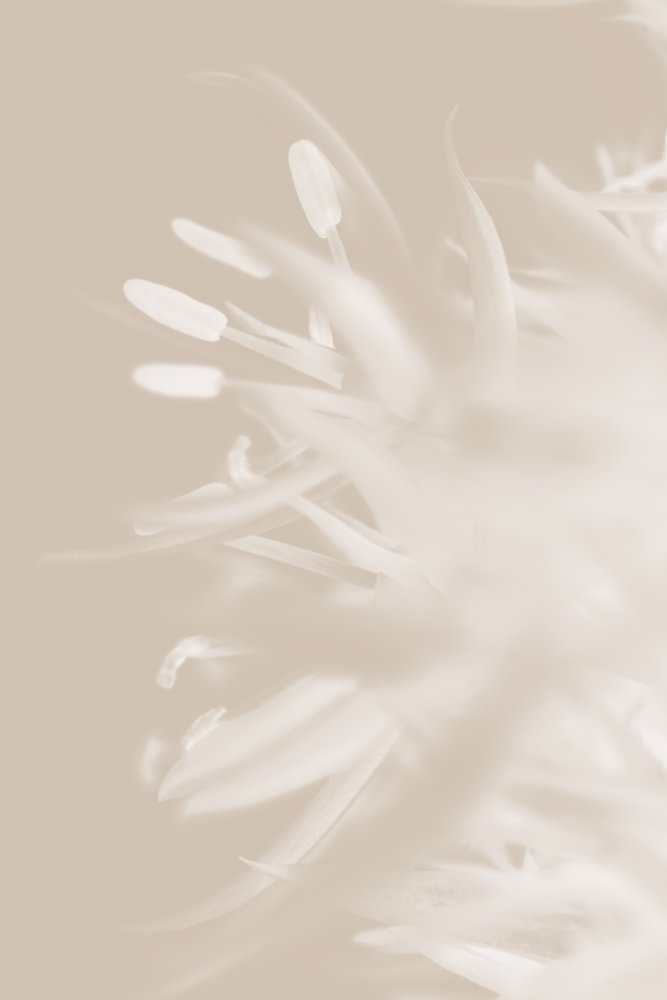 Soft Petal Bloom by Old Artists Studio III — canvas wall art