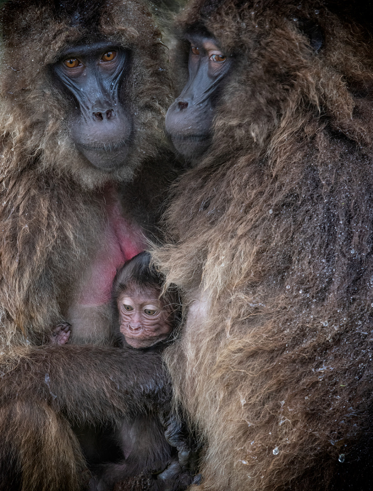 Tender Baboon Family by Luigi Ruoppolo — canvas wall art