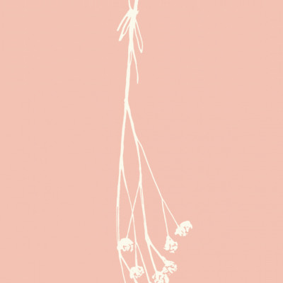 Gypsophila ink sketch I (cream, pink)