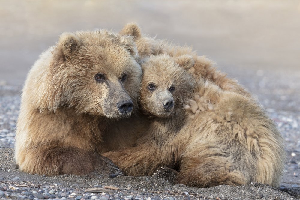 Mother Bear Love by Linda D Lester — canvas wall art