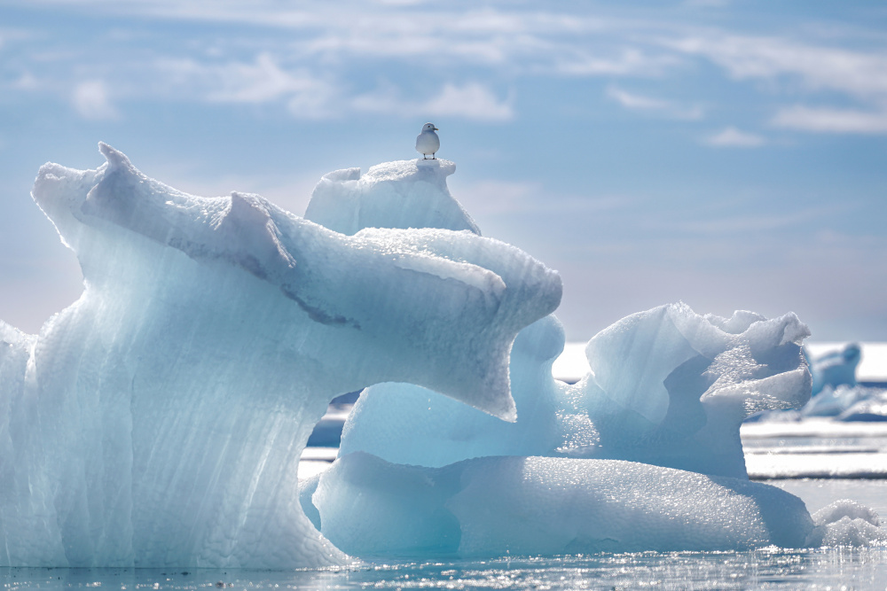 Bird on Blue Iceberg by Shobhit Chawla — canvas wall art