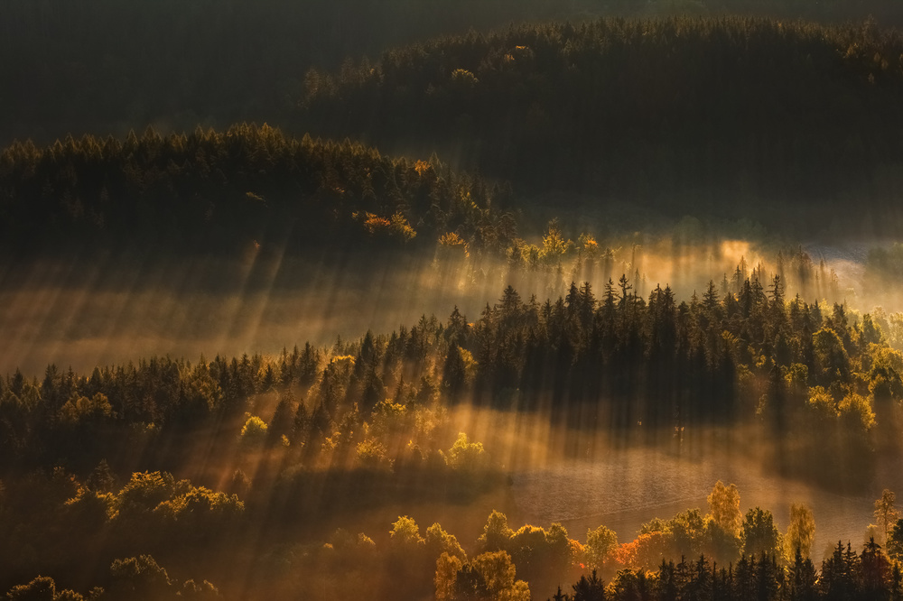 Sun Rays Over Misty Forest by Tomasz Rojek — canvas wall art