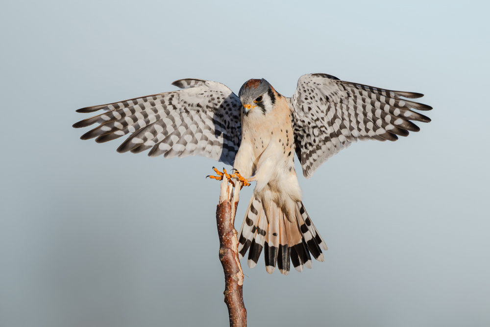 American Kestrel Spreading Wings by Johnny Chen — canvas wall art