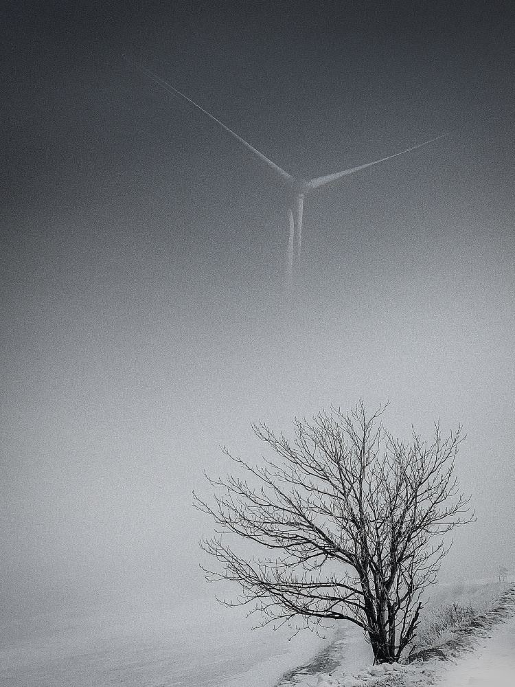 Bare Tree Winter Fog by YoungIl Kim — canvas wall art