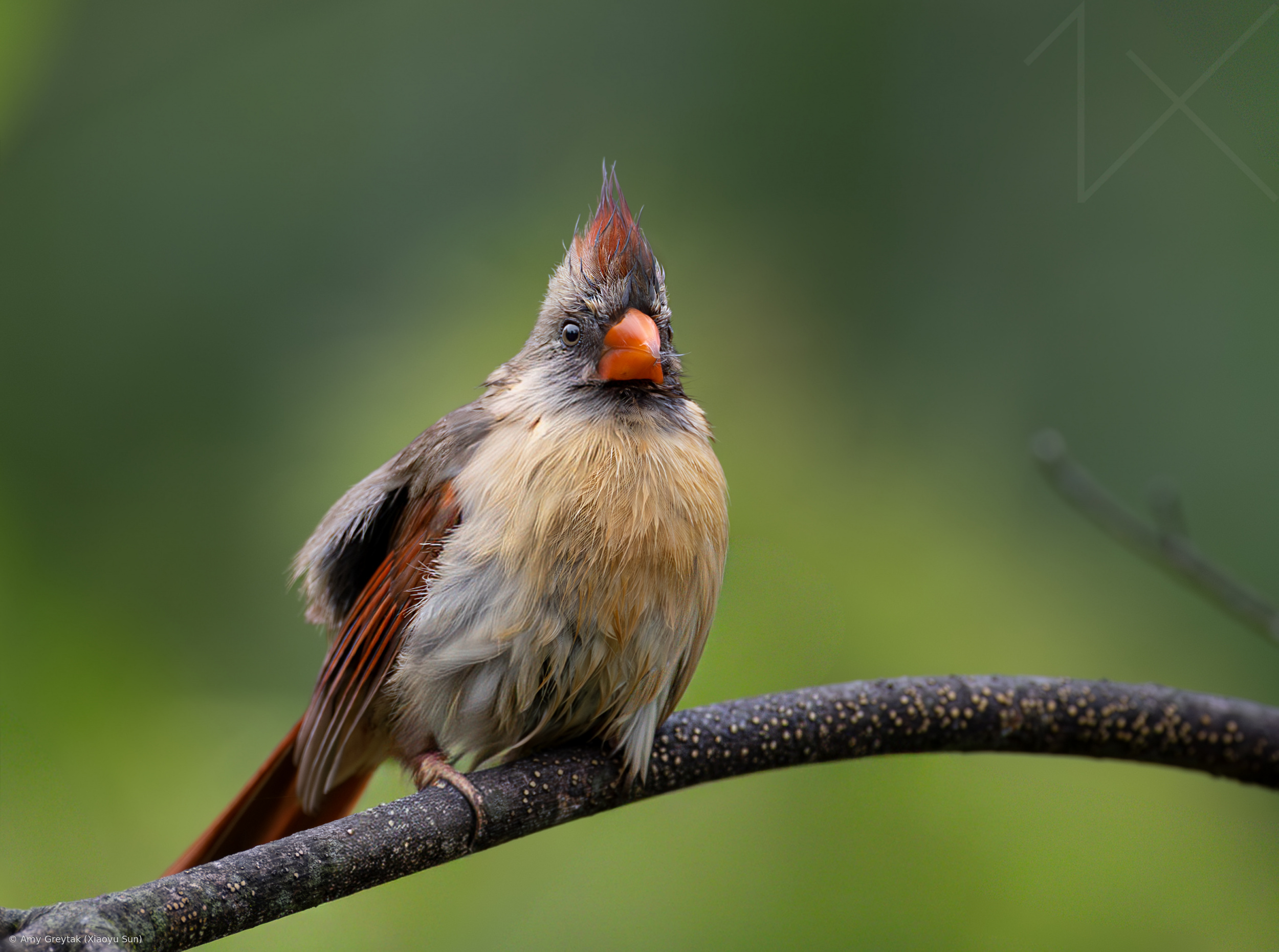 Female Northern cardinal after bathing