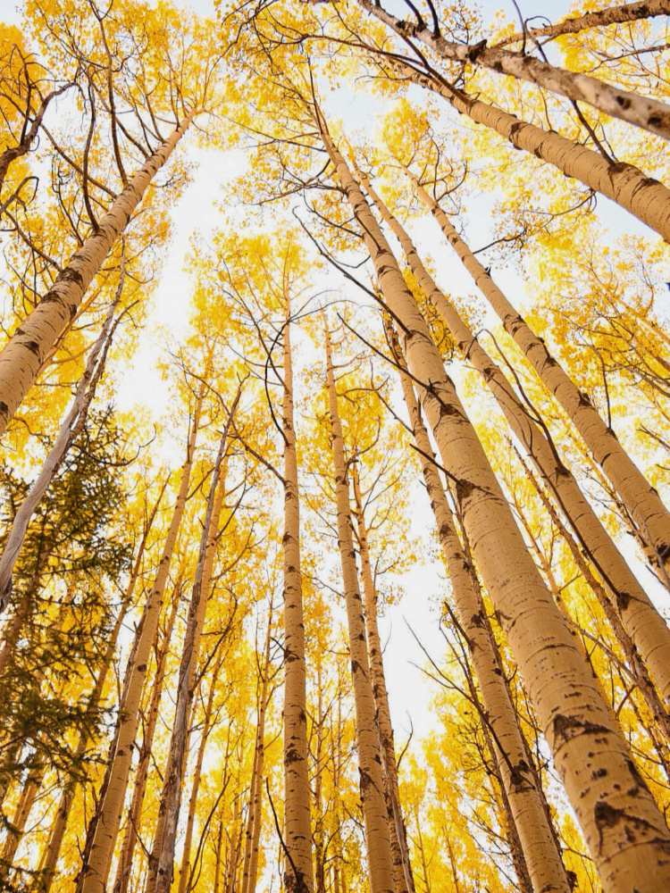 Autumn Aspen Gold by Del Mundo Imagery — canvas wall art