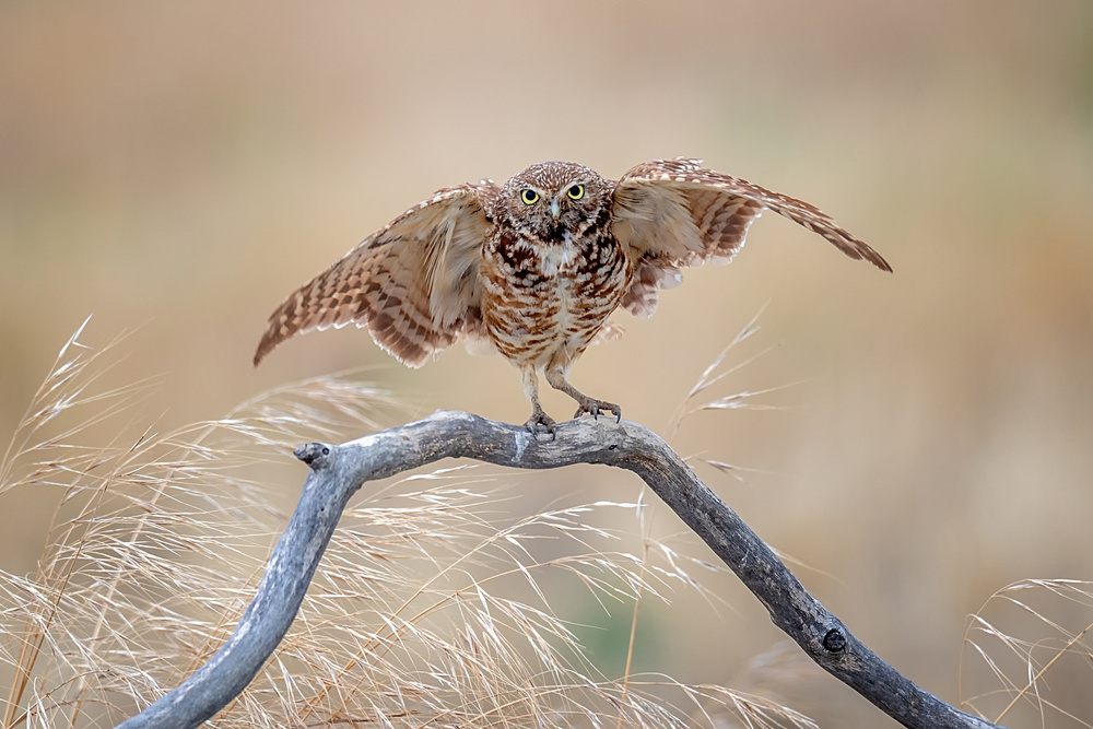 Burrowing Owl Wings Spread by David H Yang — canvas wall art