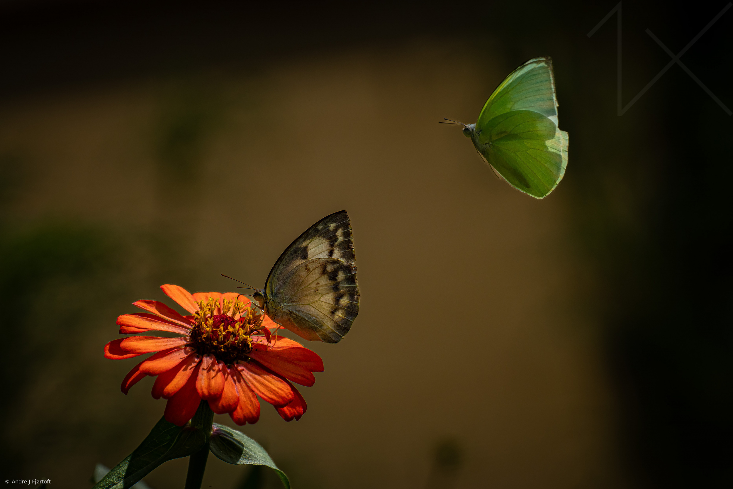 Butterflies I