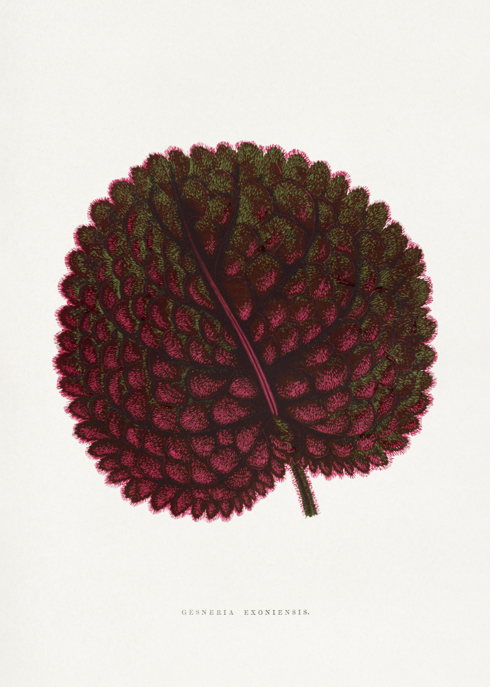Pink Gesneria Exoniensis Leaf Illustration by Les Plantes a Feuillage Colore — canvas wall art