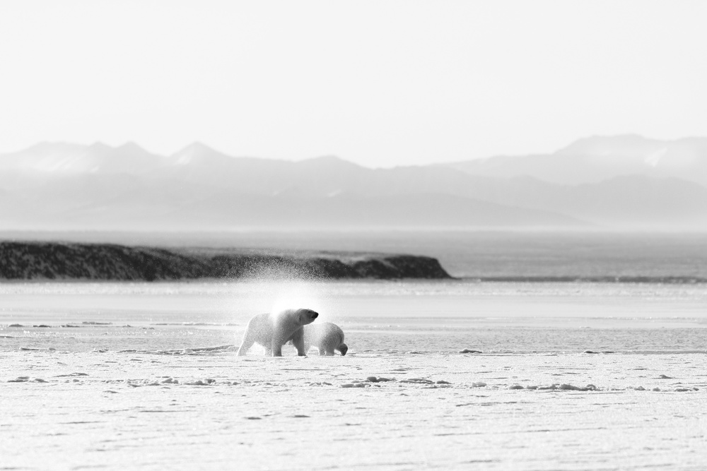 Arctic Polar Bear Family by Eiji Itoyama — canvas wall art