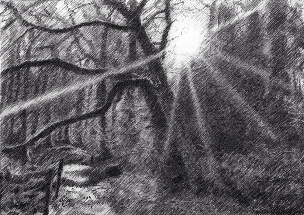 Sunlit Forest Path by Corné Akkers — canvas wall art