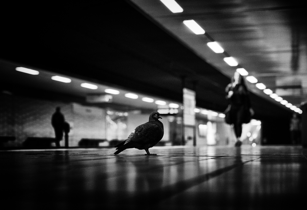 Subway Pigeon Walk by Jürgen Hartlieb — canvas wall art