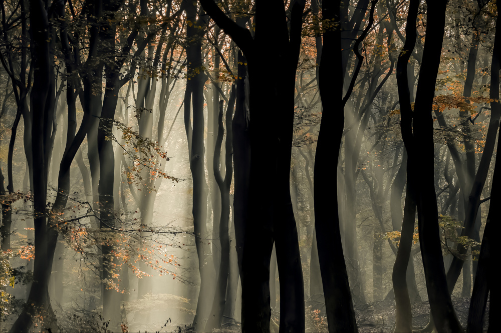 Misty Forest Light by Chris Coenders — canvas wall art